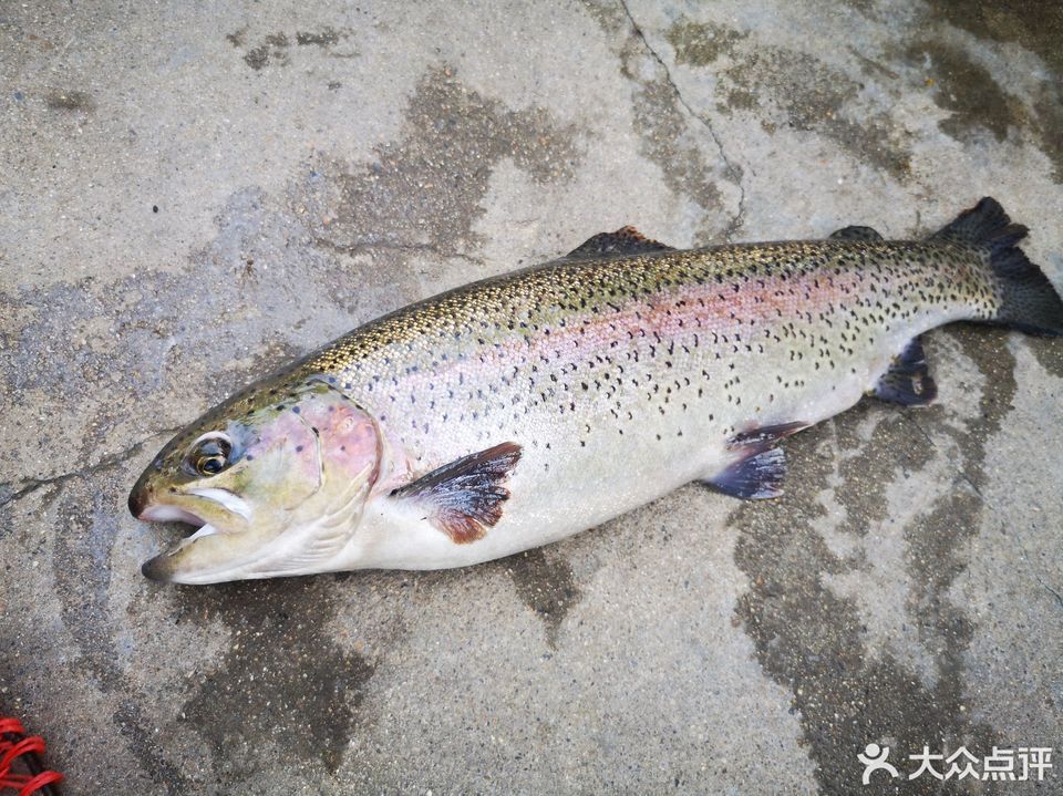 怀柔虹鳟鱼养殖中心