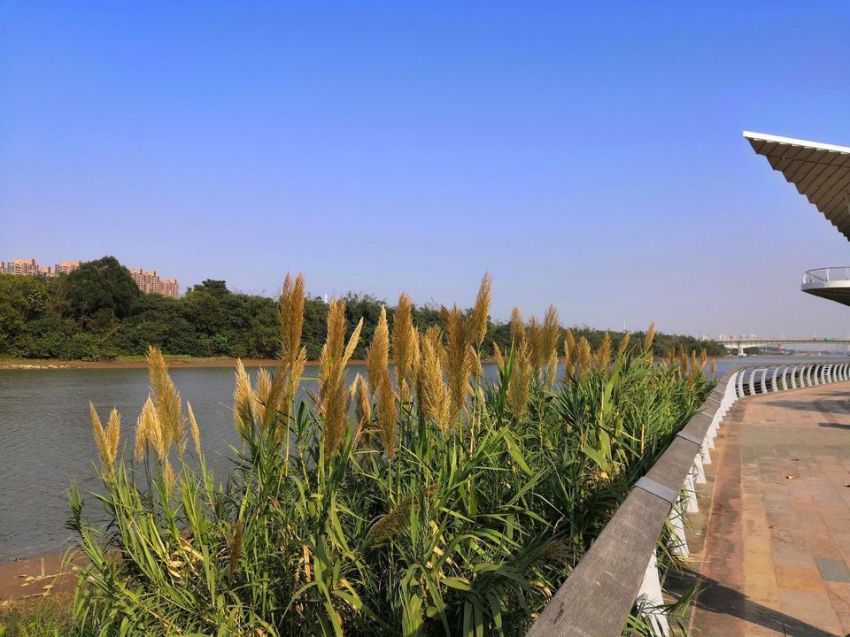 新城滨江湿地公园