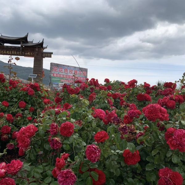 丽江花花色玫瑰庄园