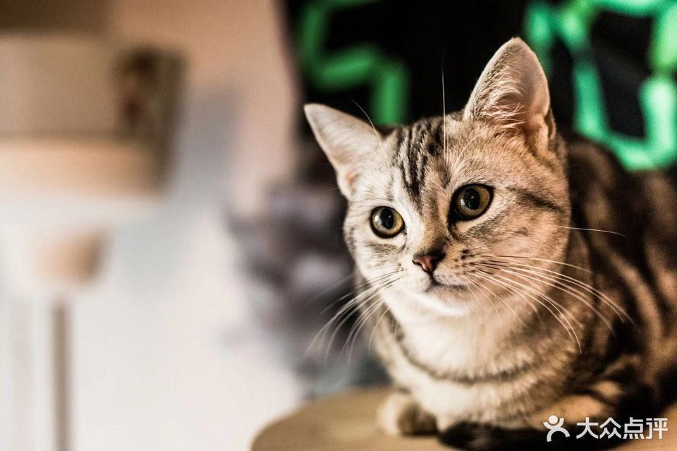 石板滩宠物城石灵狗市