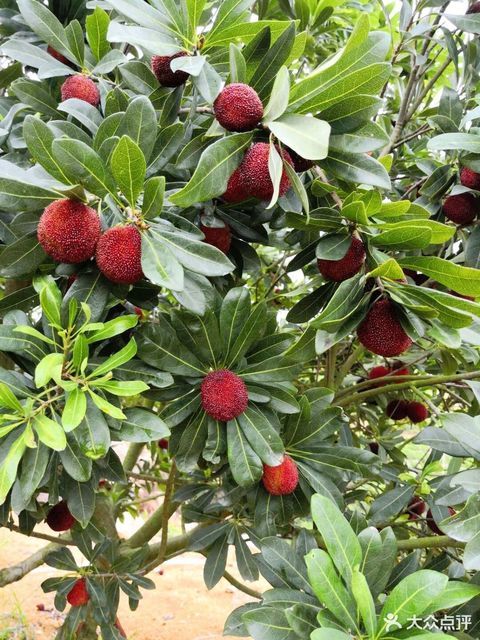 浮宫杨梅采摘大果园