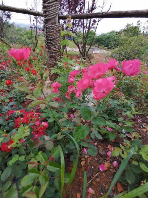 > 獨秀山地址(位置,怎麼去,怎麼走,在哪,在哪裡,在哪兒):安慶市懷寧縣