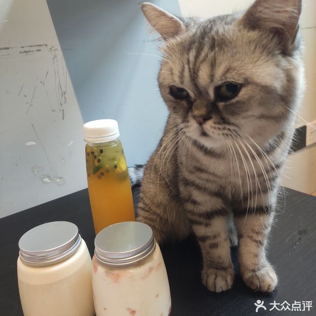 喵呜猫咖