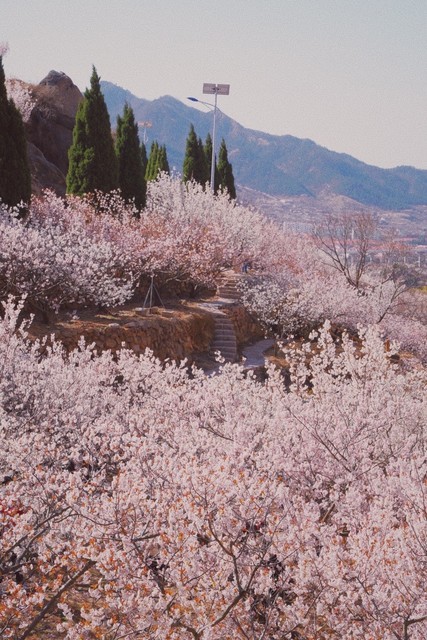 查看璧山云雾山樱桃谷_360地图搜索结果列表