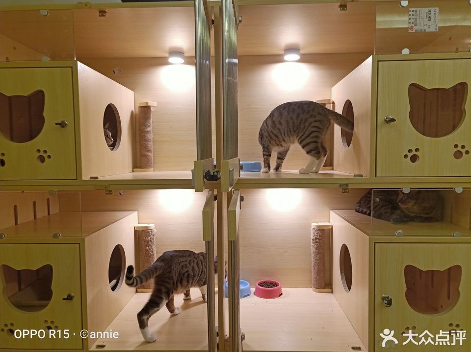 安妮家庭式宠物寄养