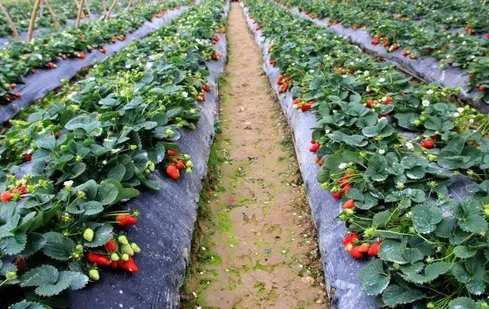 【香甜草莓园】香甜草莓园电话,香甜草莓园地址_360地图