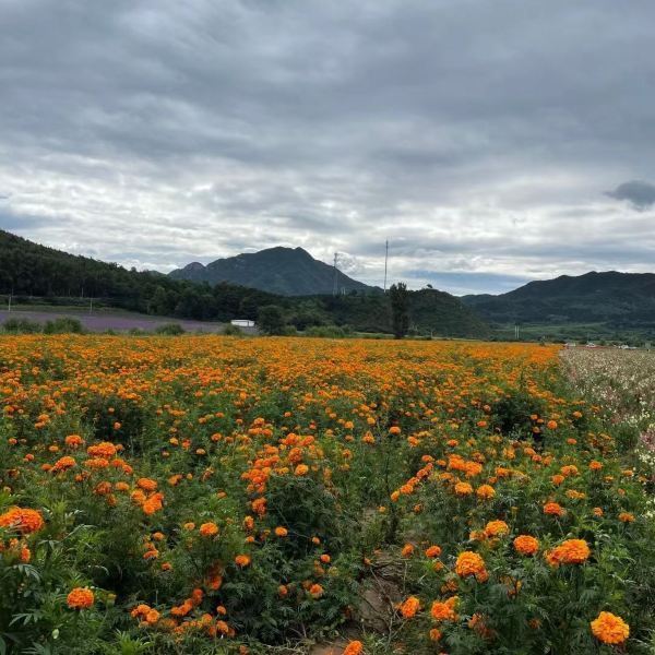 广安邻水四季花海图片