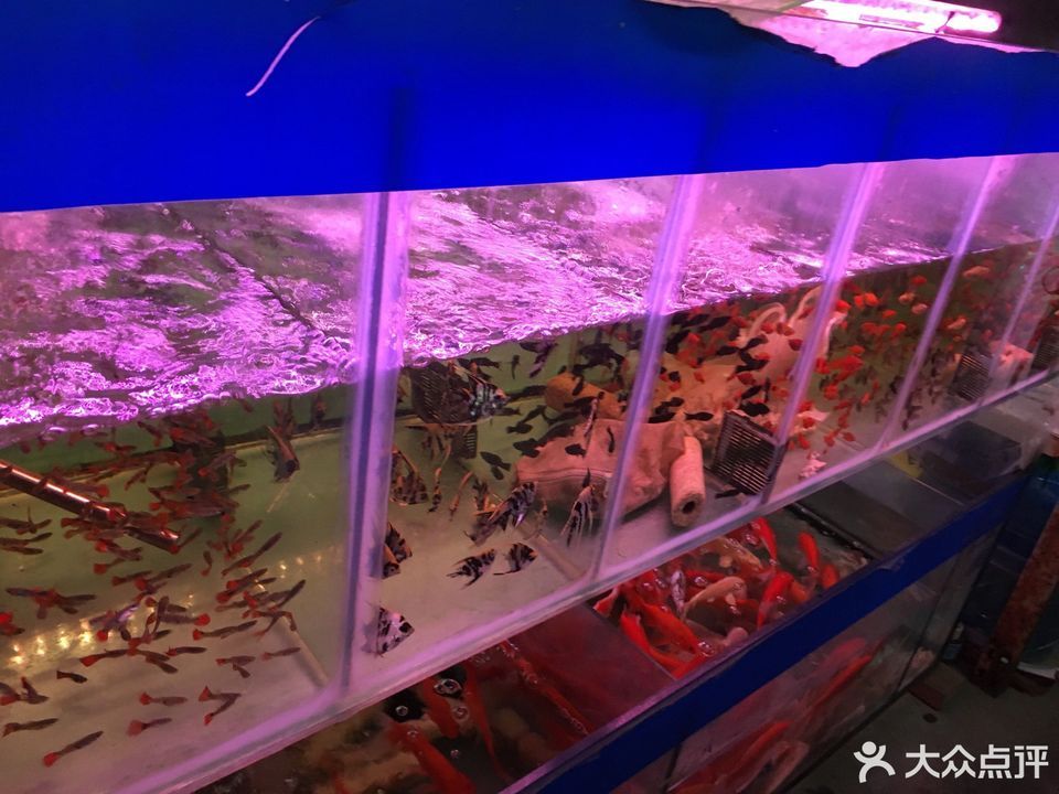 深圳水族市场图片