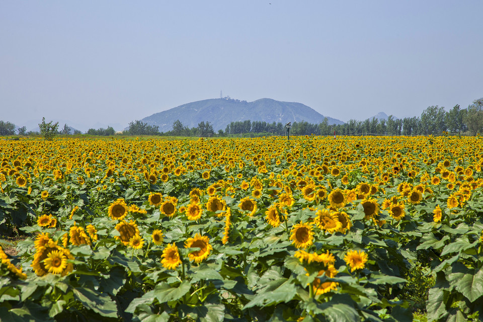 长沟向日葵主题公园