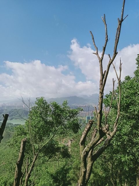                 亚公顶森林公园