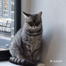 懒猫猫短剧，轻松演绎的趣味世界