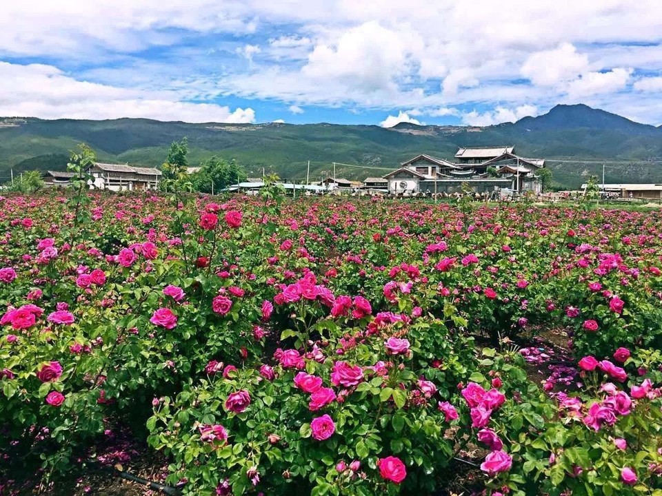 丽江玫瑰庄园图片图片