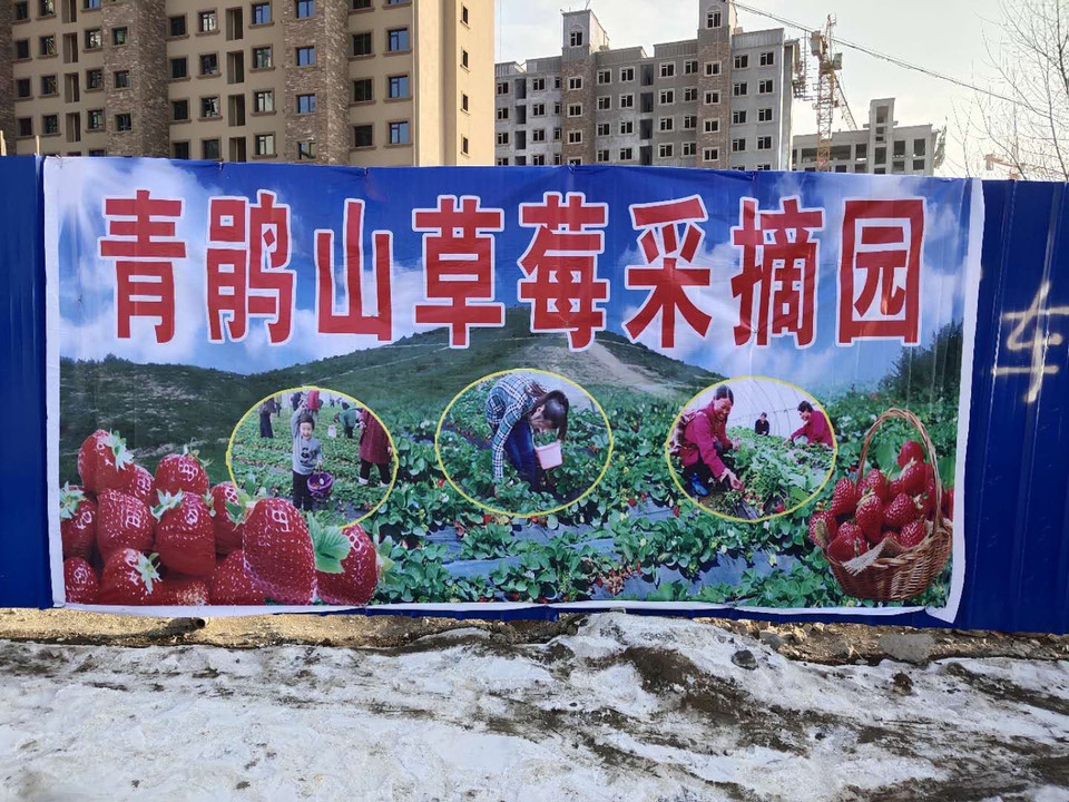 青鹃山草莓采摘园地址(位置,怎么去,怎么走,在哪,在哪里,在哪儿):天水