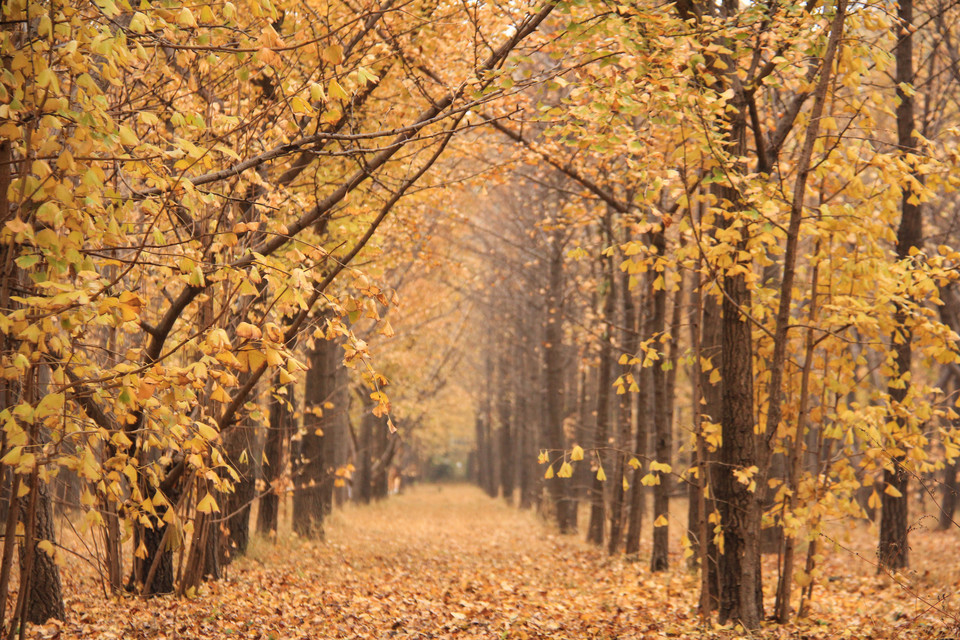 张各庄村银杏林