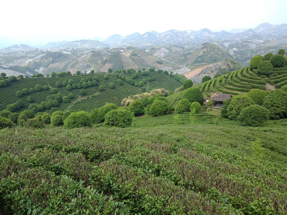 阳朔茶观园景区图片