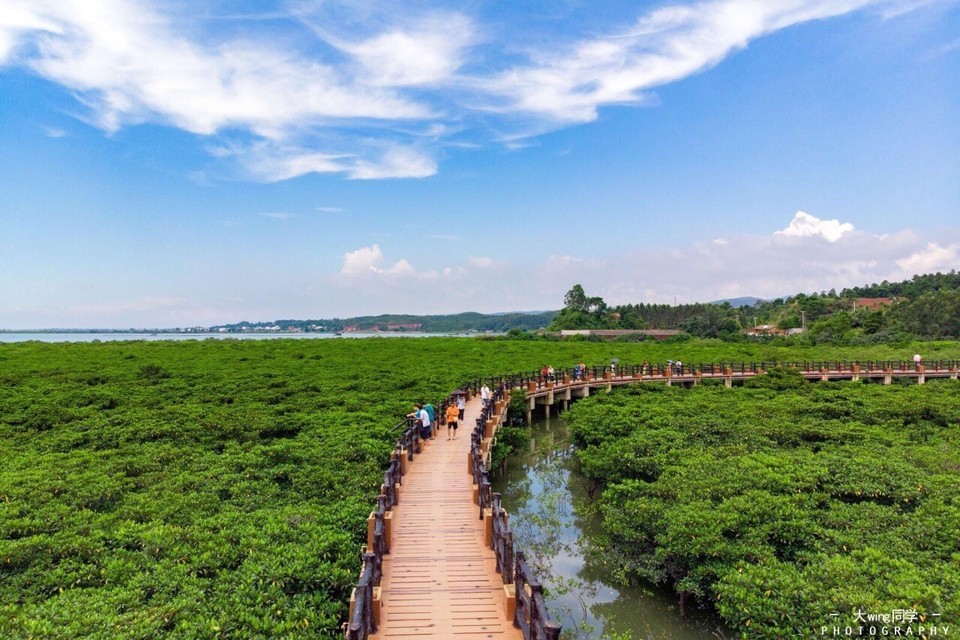 防城港市江山乡石角村珍珠湾红树林保护区图片