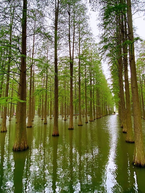  淥洋湖溼地公園