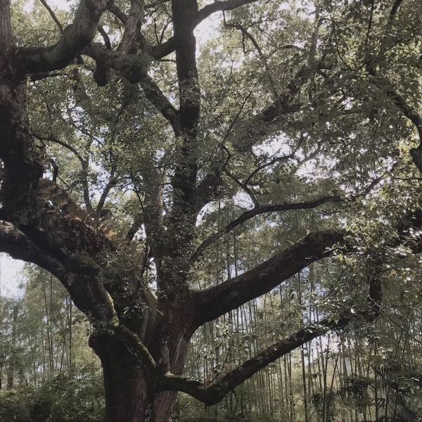 普陀山千年古樟图片