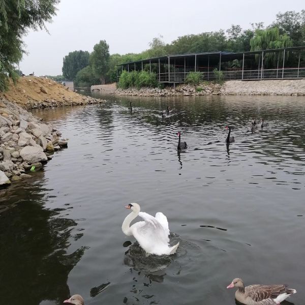 【泰安天鵝湖景區】泰安天鵝湖景區門票,泰安天鵝湖景區遊玩攻略_360