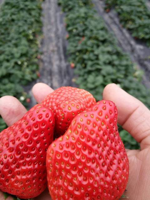 恬苑一品生态酒店