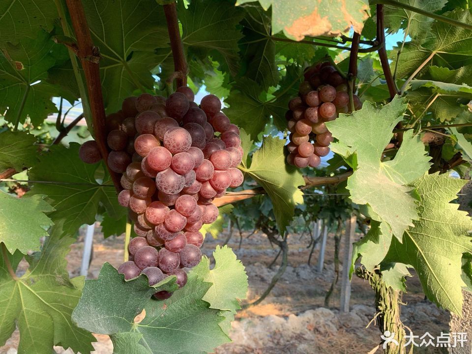 金藤老何葡萄采摘园