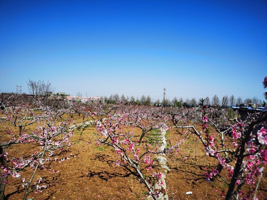 李官桃花园景区图片