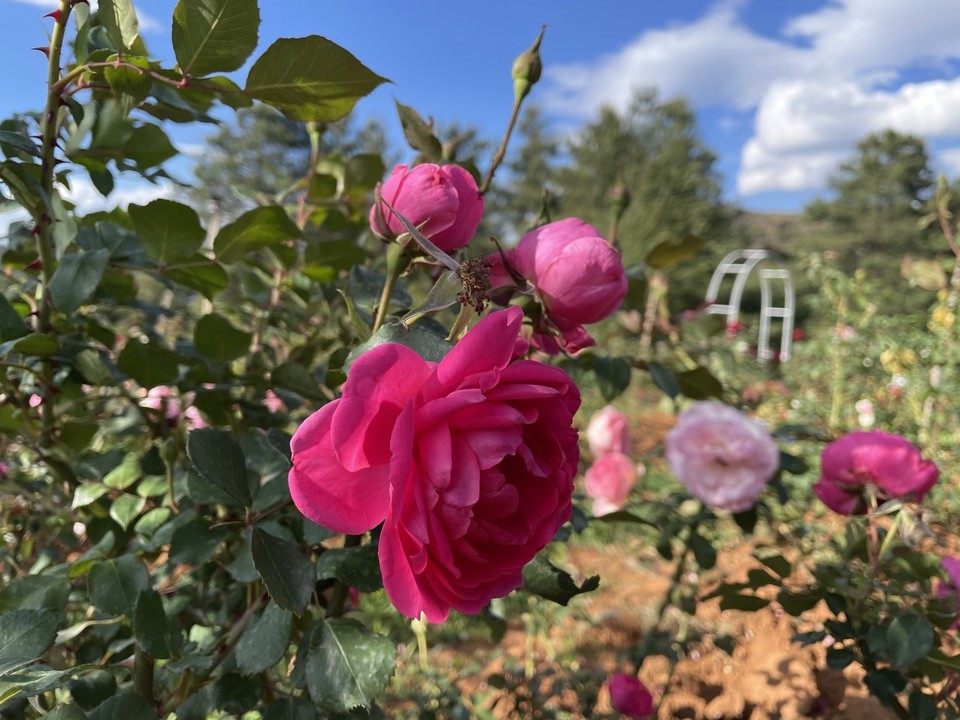 昆明市 休閒娛樂 景點公園 > 名花谷 