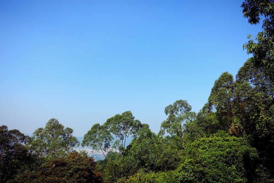 > 铜锣湾森林景区