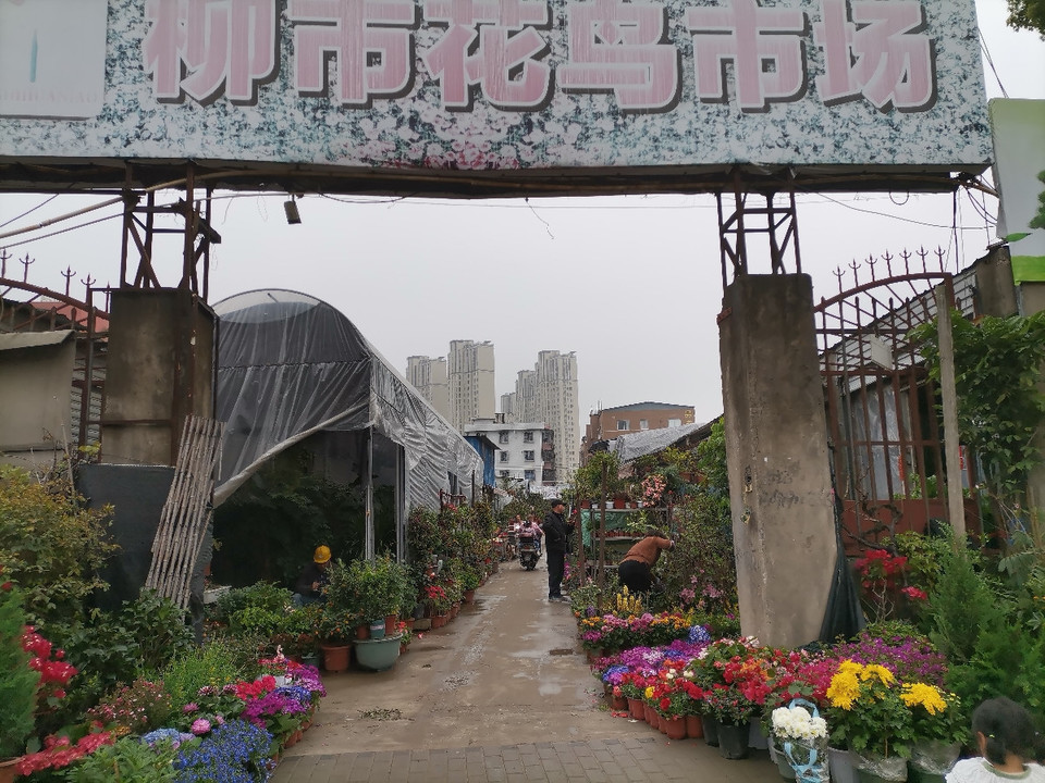 在哪里,在哪儿):温州市鹿城区人民西路257号温州市花鸟市场-妙果寺