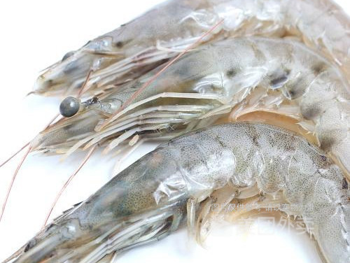 野生深海鲜活虾图片