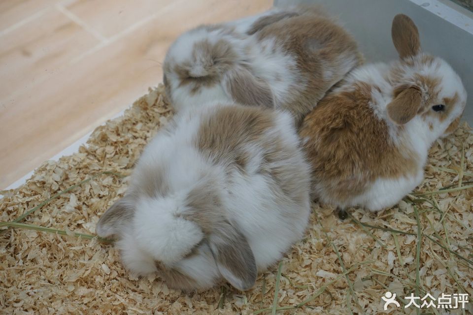 兔窝镇bunnyburrow