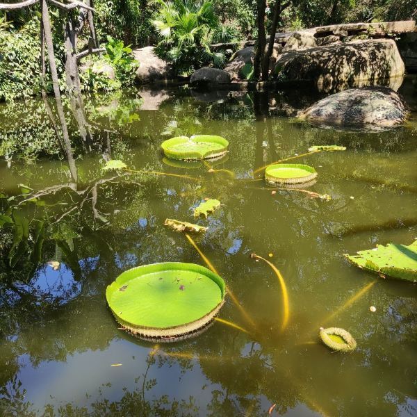 【廈門市園林植物園】廈門市園林植物園門票,廈門市園林植物園遊玩