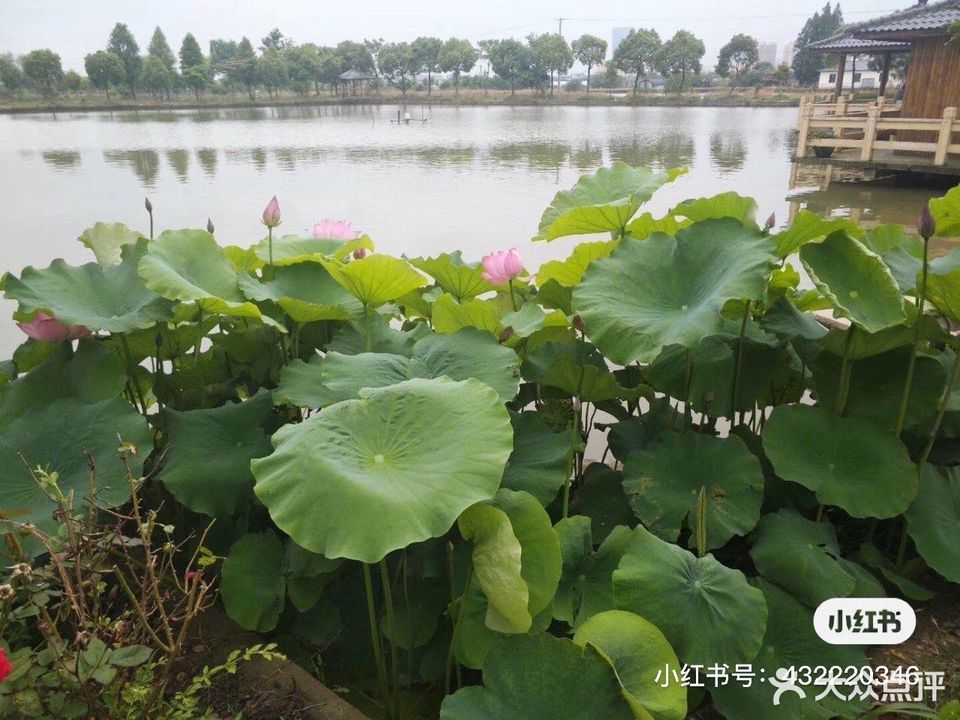 永联垂钓中心图片