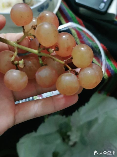 慕美人葡萄图片