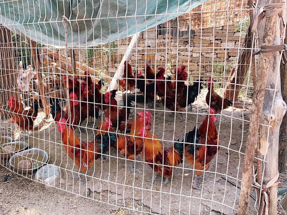 山里人家铁牛翠芬txt