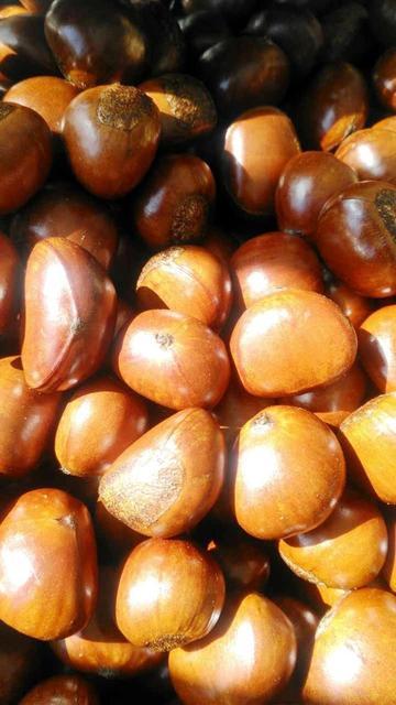 甜雨香栗(全国连锁清苑旗舰店)图片