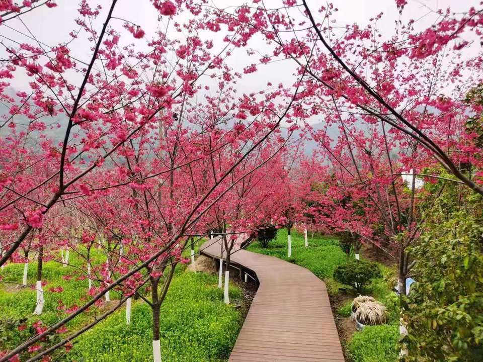 玉潭樱花谷生态科技园图片