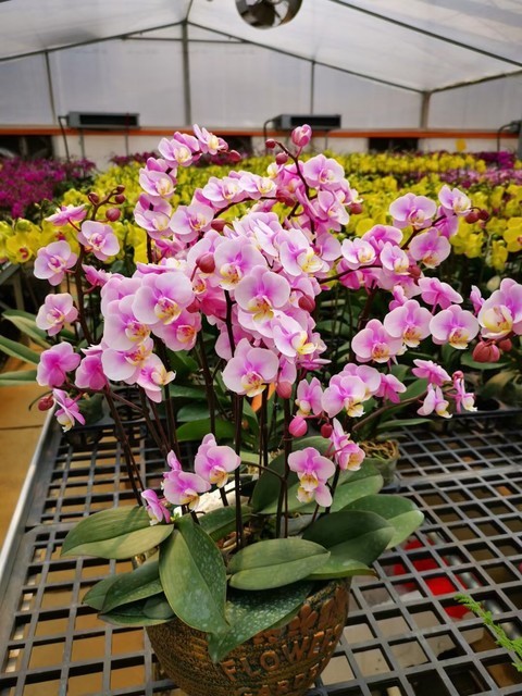 南海花卉博览园图片