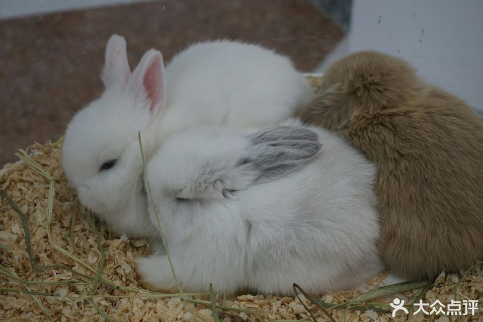 兔窝镇bunnyburrow