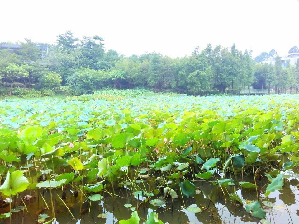 查看東莞松山湖生態園_360地圖搜索結果列表