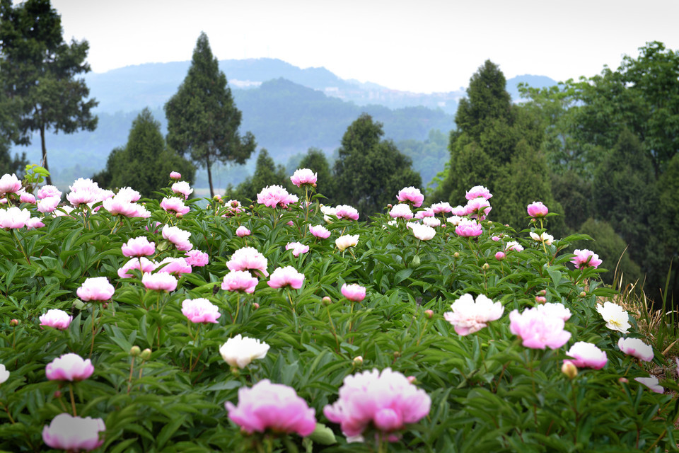 中江芍藥谷