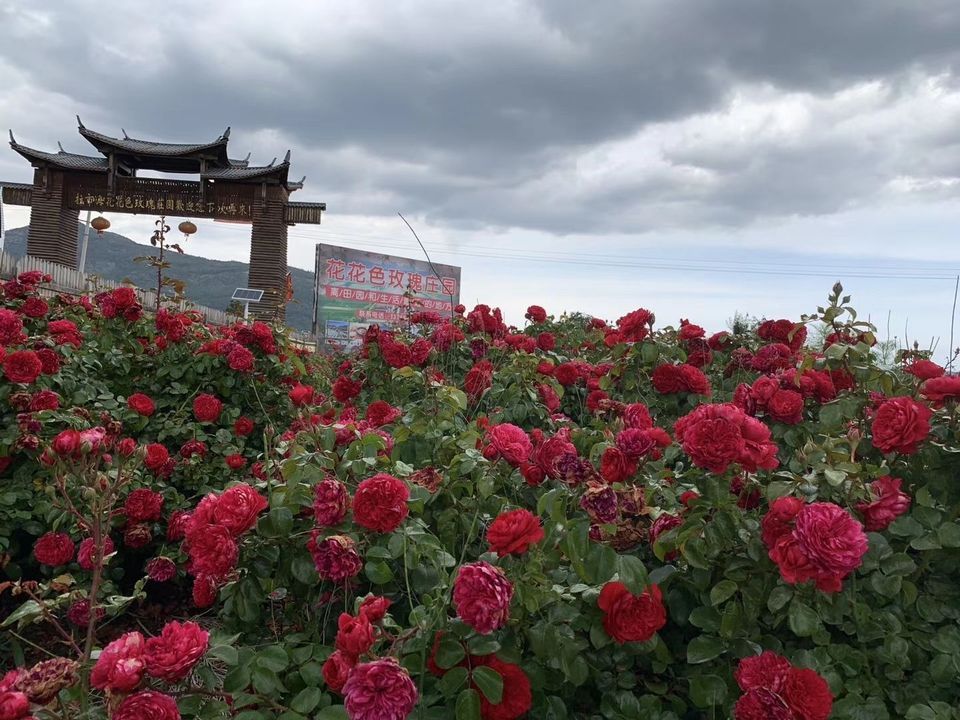 丽江花花色玫瑰庄园