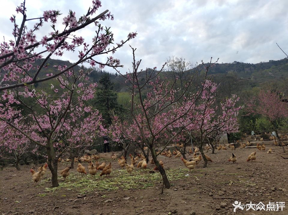 紫阳山庄
